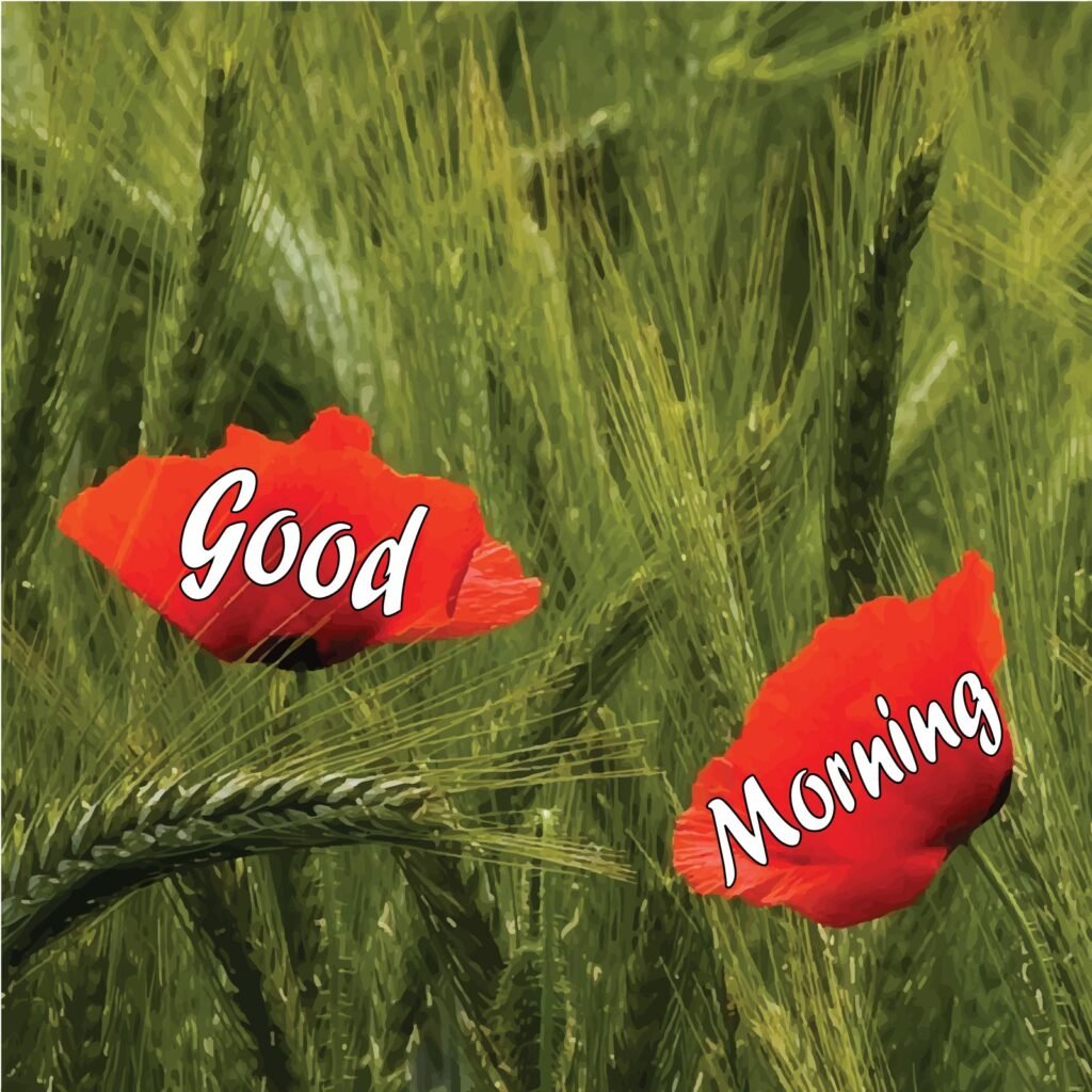 Good morning written on two red flowers in the middle of a green field